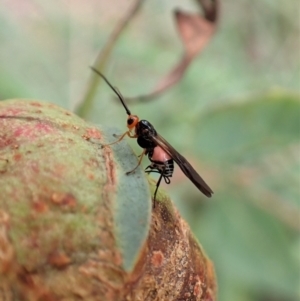 Braconidae (family) at Cook, ACT - 20 May 2022