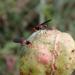 Braconidae (family) at Cook, ACT - 20 May 2022