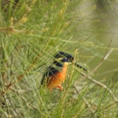 Ceyx azureus (Azure Kingfisher) at Myall Lakes National Park - 3 Jun 2022 by GlossyGal