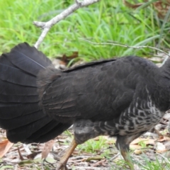 Alectura lathami (Australian Brush-turkey) at Myall Lakes National Park - 3 Jun 2022 by GlossyGal