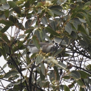 Philemon corniculatus at Mungo Brush, NSW - 3 Jun 2022 02:54 PM