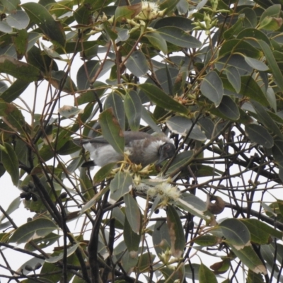 Philemon corniculatus (Noisy Friarbird) at Myall Lakes National Park - 3 Jun 2022 by GlossyGal