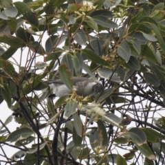 Philemon corniculatus (Noisy Friarbird) at Mungo Brush, NSW - 3 Jun 2022 by GlossyGal