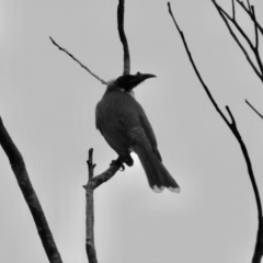 Philemon corniculatus at Mungo Brush, NSW - 3 Jun 2022 02:54 PM