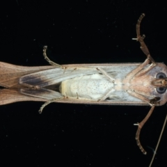 Fisera (genus) at Ainslie, ACT - 14 May 2022