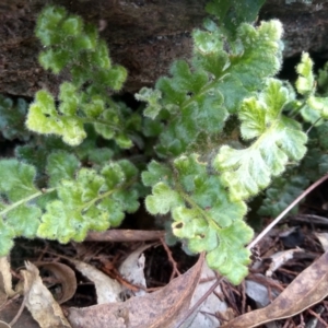 Asplenium subglandulosum at Cooma, NSW - 3 Jun 2022