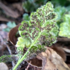 Asplenium subglandulosum at Cooma, NSW - 3 Jun 2022 02:44 PM