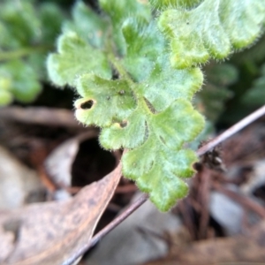 Asplenium subglandulosum at Cooma, NSW - 3 Jun 2022