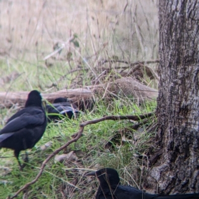 Corcorax melanorhamphos (White-winged Chough) at Wodonga - 3 Jun 2022 by Darcy