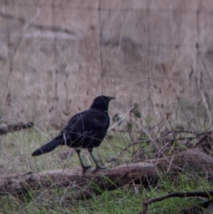 Corcorax melanorhamphos at West Wodonga, VIC - 3 Jun 2022 01:22 PM