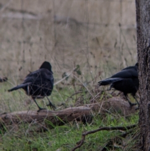 Corcorax melanorhamphos at West Wodonga, VIC - 3 Jun 2022 01:22 PM