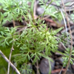 Cotula australis (Common Cotula, Carrot Weed) at Cooma, NSW - 3 Jun 2022 by mahargiani