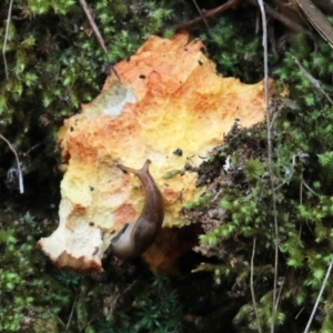 Ambigolimax sp. (valentius and waterstoni) at Nail Can Hill - 29 May 2022 09:59 AM