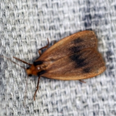 Threnosia heminephes (Halved Footman) at O'Connor, ACT - 1 Mar 2021 by ibaird