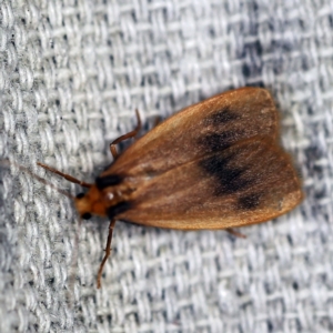 Threnosia heminephes at O'Connor, ACT - 1 Mar 2021 10:05 PM