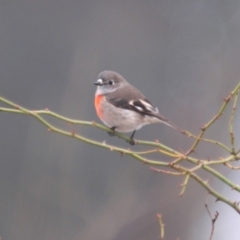 Petroica boodang (Scarlet Robin) at Tennent, ACT - 3 Jun 2022 by Harrisi
