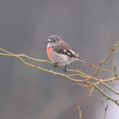 Petroica boodang (Scarlet Robin) at Tennent, ACT - 3 Jun 2022 by Harrisi