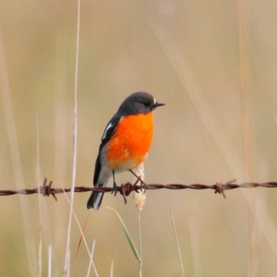 Petroica phoenicea (Flame Robin) at Booth, ACT - 3 Jun 2022 by Harrisi