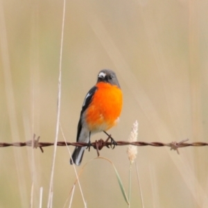 Petroica phoenicea at Booth, ACT - 3 Jun 2022 01:07 PM