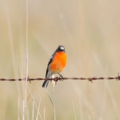 Petroica phoenicea at Booth, ACT - 3 Jun 2022 01:07 PM