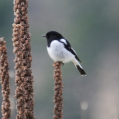 Melanodryas cucullata cucullata (Hooded Robin) at Booth, ACT - 3 Jun 2022 by Harrisi