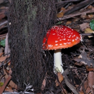 Amanita muscaria at Acton, ACT - 3 Jun 2022