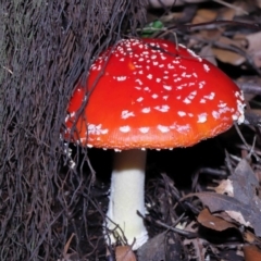 Amanita muscaria at Acton, ACT - 3 Jun 2022