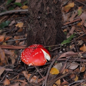 Amanita muscaria at Acton, ACT - 3 Jun 2022