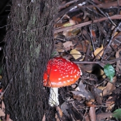 Amanita muscaria at Acton, ACT - 3 Jun 2022