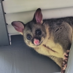 Trichosurus vulpecula (Common Brushtail Possum) at Holt, ACT - 4 Jun 2022 by trevorpreston