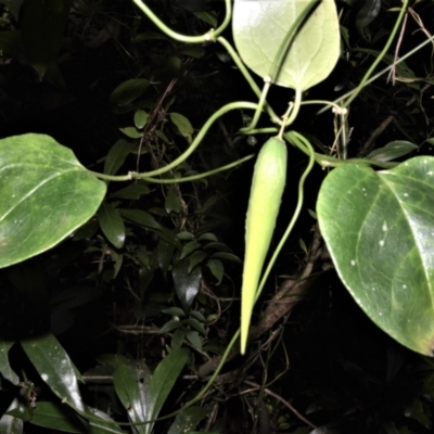 Vincetoxicum barbatum (Bearded Tylophora) at Robertson - 3 Jun 2022 by plants