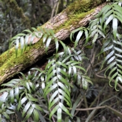 Arthropteris tenella (Climbing Fern) at Robertson, NSW - 4 Jun 2022 by plants