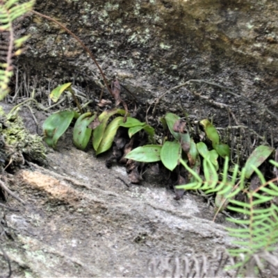Rimacola elliptica (Green Rock Orchid) at Fitzroy Falls, NSW - 3 Jun 2022 by plants