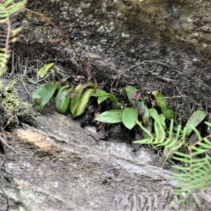 Rimacola elliptica (Green Rock Orchid) at suppressed by plants