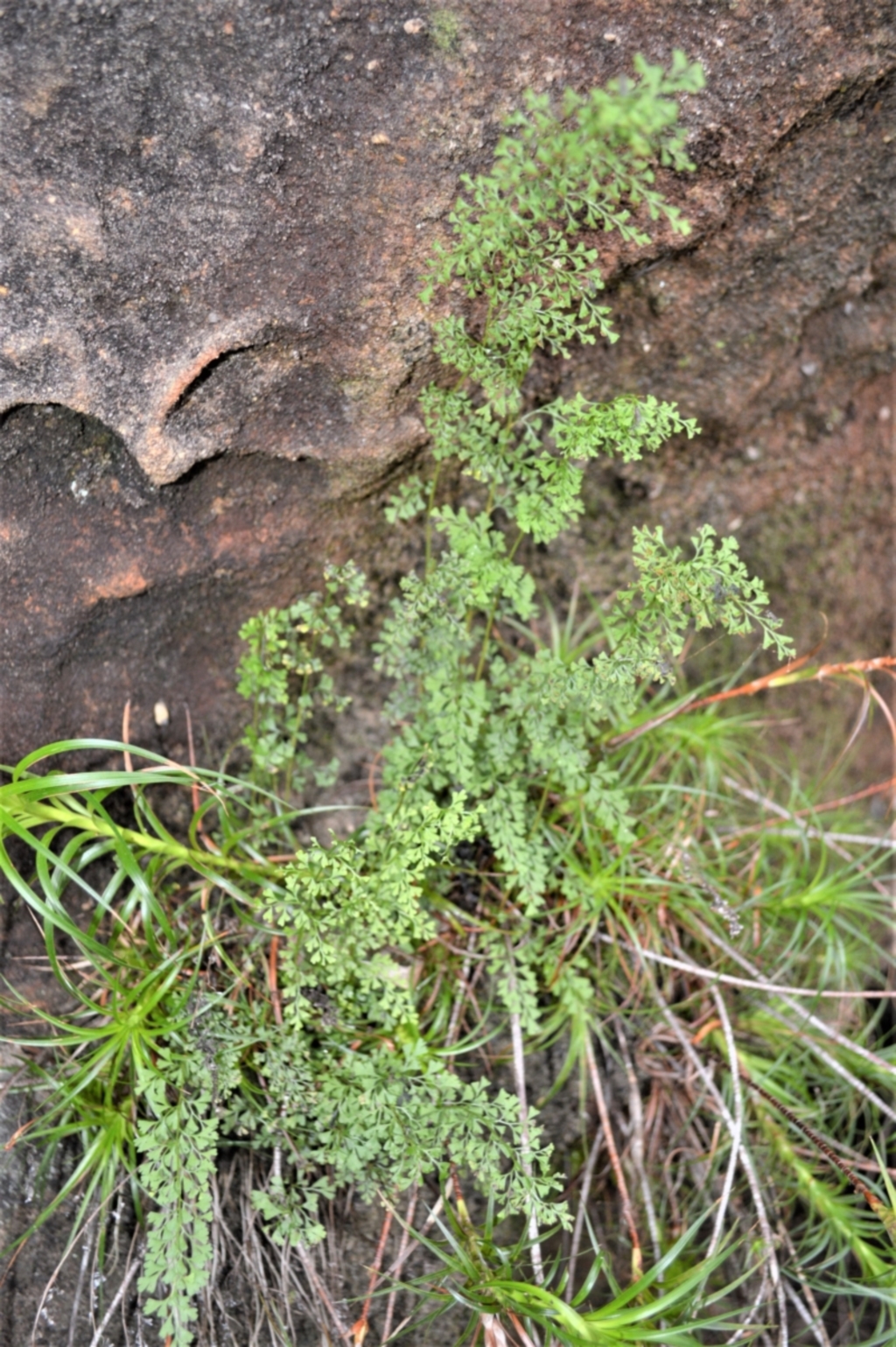 Lindsaea microphylla at Fitzroy Falls, NSW - 3 Jun 2022