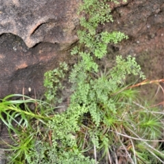 Lindsaea microphylla (Lacy Wedge-fern) at Fitzroy Falls, NSW - 3 Jun 2022 by plants
