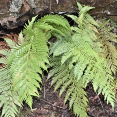 Todea barbara (King Fern) at Fitzroy Falls, NSW - 3 Jun 2022 by plants