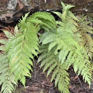 Todea barbara (King fern) at Fitzroy Falls, NSW by plants