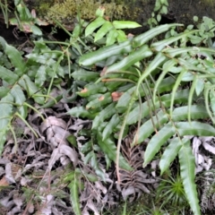 Blechnum ambiguum at Fitzroy Falls, NSW - 3 Jun 2022 by plants