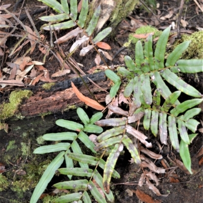 Blechnum wattsii (Hard Water Fern) at Fitzroy Falls, NSW - 3 Jun 2022 by plants