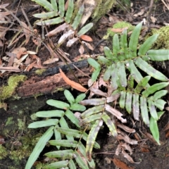 Blechnum wattsii (Hard water fern) at Fitzroy Falls - 3 Jun 2022 by plants