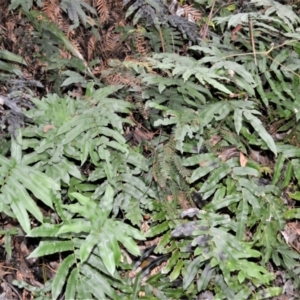 Blechnum wattsii at Fitzroy Falls, NSW - 3 Jun 2022