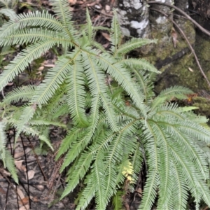 Sticherus flabellatus at Fitzroy Falls, NSW - 3 Jun 2022