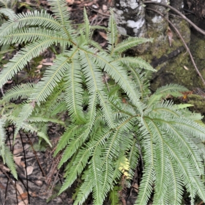 Sticherus flabellatus (Shiny Fan-fern, Umbrella Fern) at Wingecarribee Local Government Area - 3 Jun 2022 by plants