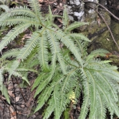 Sticherus flabellatus (Shiny Fan-fern, Umbrella Fern) at Fitzroy Falls, NSW - 3 Jun 2022 by plants