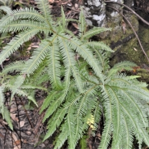 Sticherus flabellatus (Shiny Fan-fern, Umbrella Fern) at Fitzroy Falls, NSW by plants