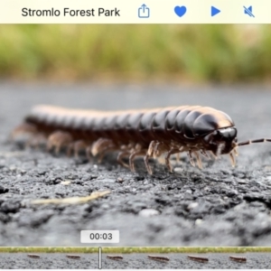 Paradoxosomatidae sp. (family) at Stromlo, ACT - 6 Nov 2021 07:40 AM