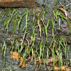 Schizaea rupestris at Fitzroy Falls, NSW - 3 Jun 2022 by plants