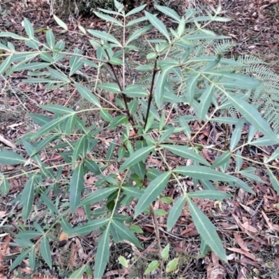 Polyscias sambucifolia (Elderberry Panax) at Fitzroy Falls - 3 Jun 2022 by plants