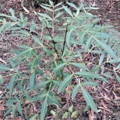 Polyscias sambucifolia (Elderberry Panax) at Morton National Park - 3 Jun 2022 by plants
